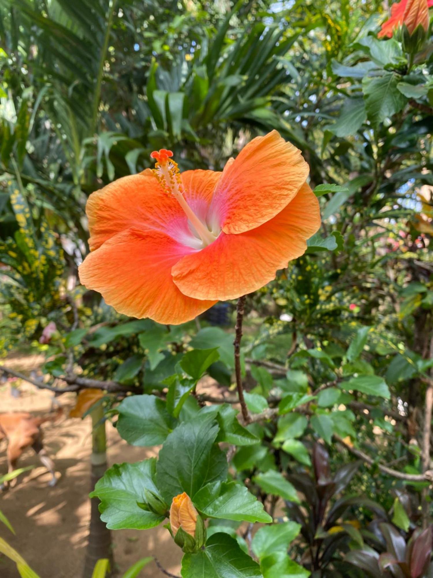 Talalla Ocean Beach Bungalow Matara Buitenkant foto